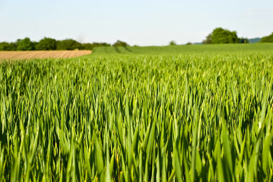 agrarian