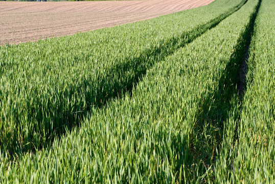 maisfeld