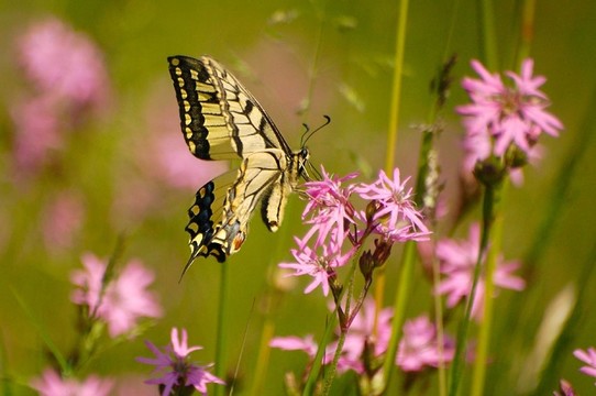 燕尾蝶（鳳蝶machaon）