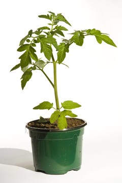 番茄