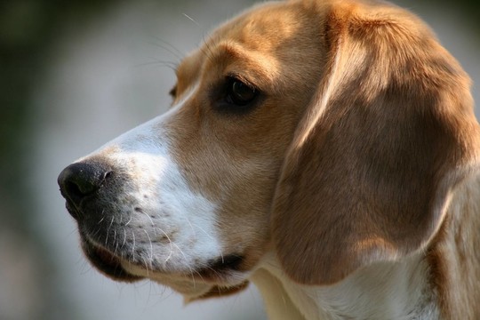 好的獵犬