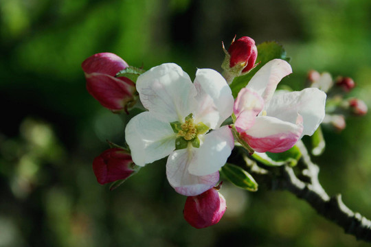 蘋果花