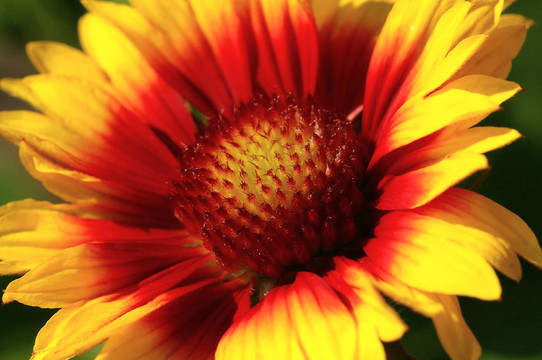 花卉