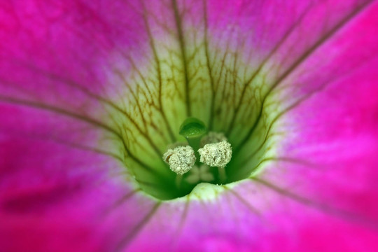 花卉