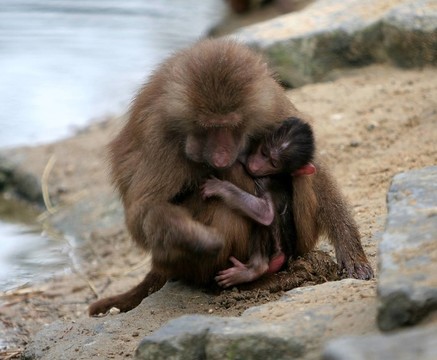 動物