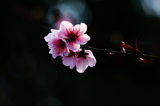 光影桃花