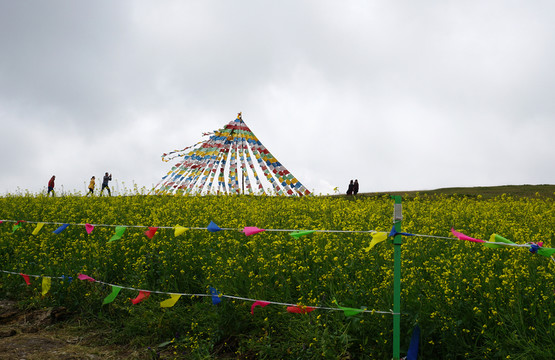 油菜花 經(jīng)幡