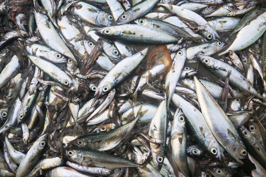 鳀魚(yú)
