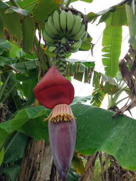 香蕉樹 香蕉花