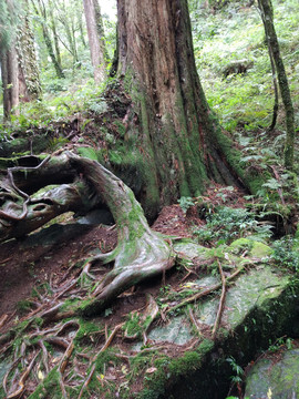 阿里山古樹神木