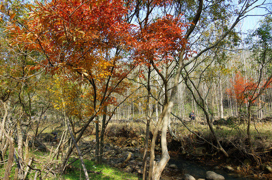 火山地質(zhì)公園之秋
