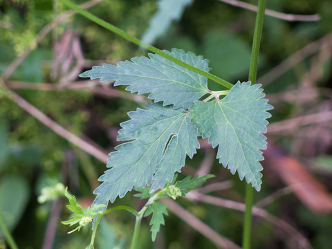 異葉茴芹