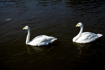 天鵝公園