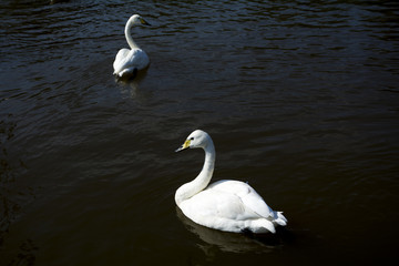 天鵝公園