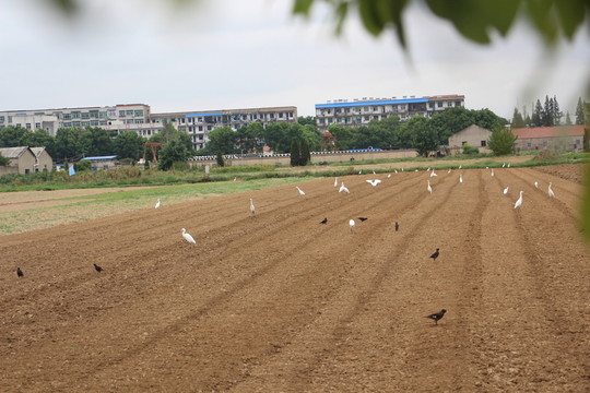 鳥兒戲秋圖 （115）