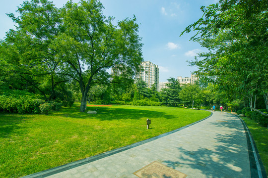 樹林草坪小路