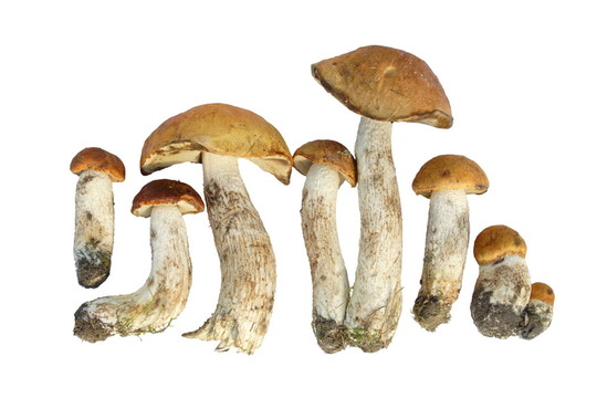 蘑菇