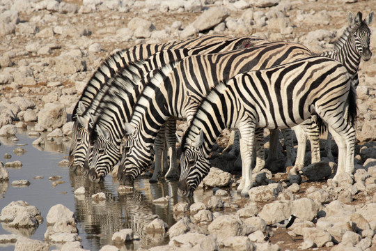 在水坑steppenzebras