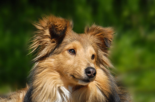 喜樂蒂牧羊犬