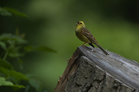鳥
