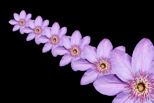 花卉