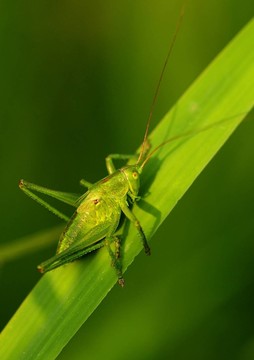 草蚱蜢