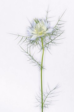 nigella 2