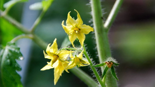 番茄花