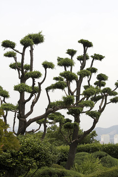 樹
