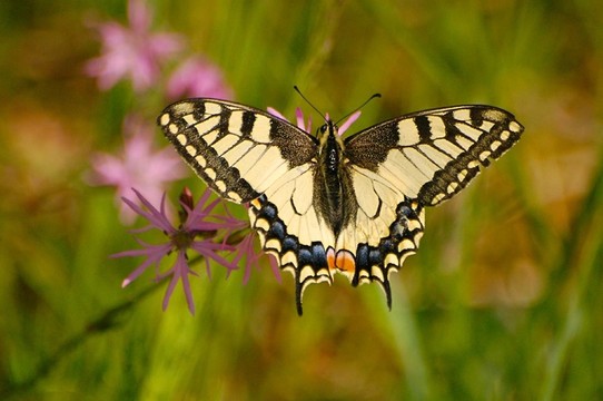 燕尾蝶（鳳蝶machaon）