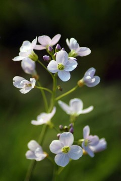 開花