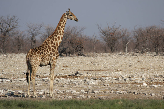 長頸鹿（長頸鹿camelopardis）