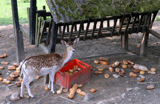 動物飼料