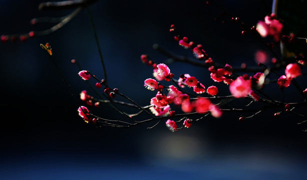 梅香時節(jié)