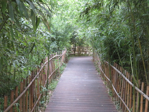 竹林