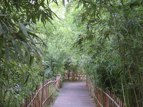 竹林