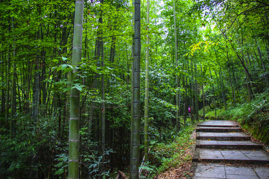 竹林