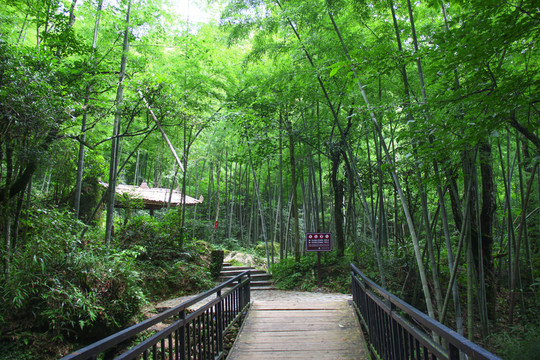 竹林