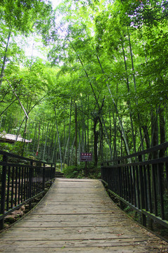 竹林木橋