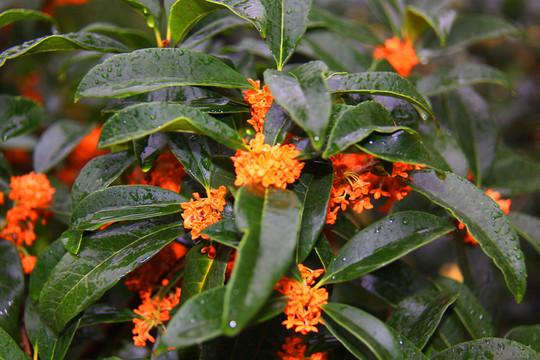 桂花