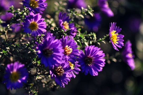 紫菊花