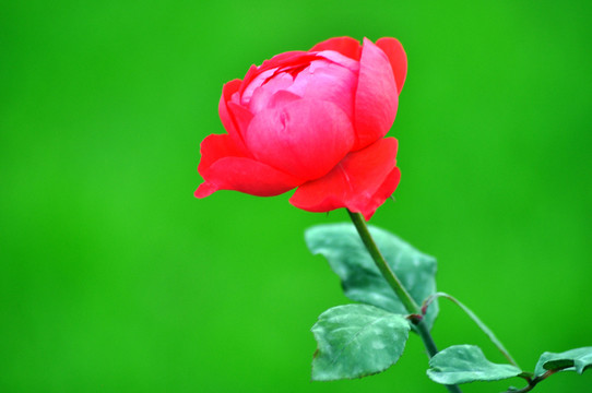 月季花
