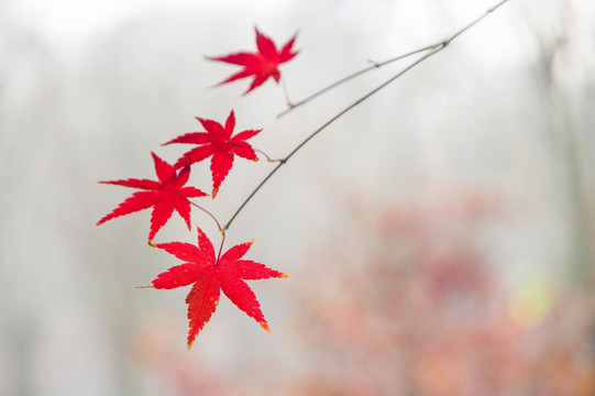 紅楓葉
