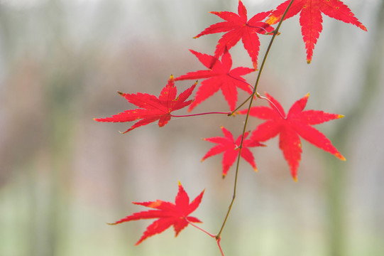 霜葉紅于二月花