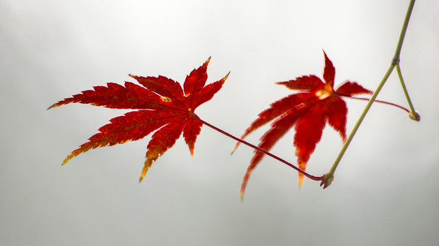 紅葉