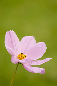 花萼