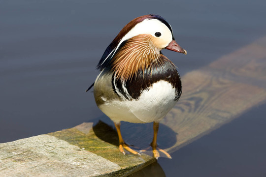 鳥