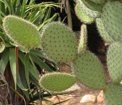 花園