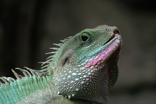 wasseragame