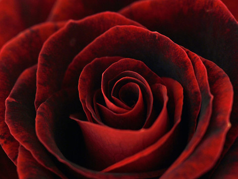 rosenblüTE